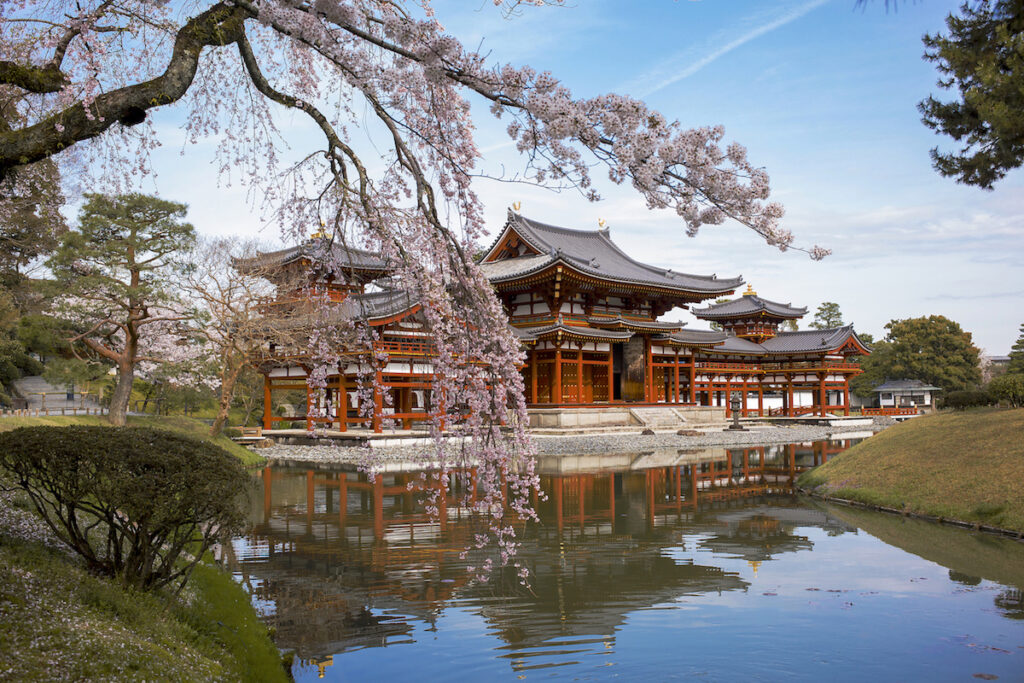 京都 宇治 平等院 鳳凰堂 桜 春