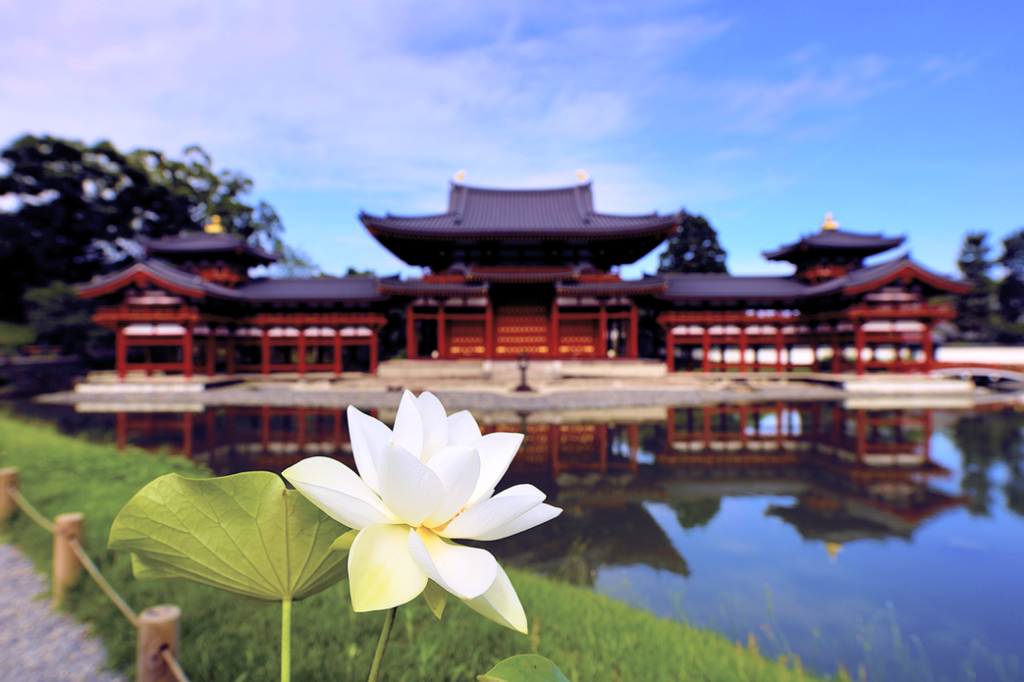 京都 宇治 平等院 鳳凰堂 蓮 ハス
